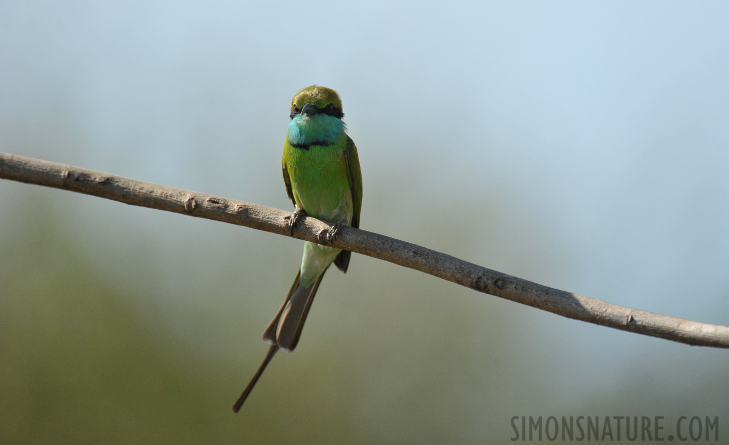 Merops orientalis ceylonicus [550 mm, 1/4000 Sek. bei f / 7.1, ISO 1600]